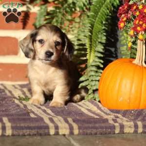 Scout, Dachshund Puppy